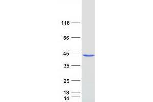 Validation with Western Blot (ARMC1 Protein (Myc-DYKDDDDK Tag))