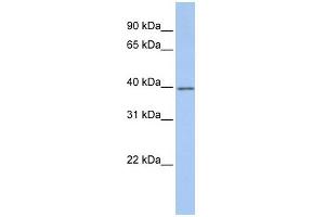WB Suggested Anti-GNAI2 Antibody Titration: 0. (GNAI2 Antikörper  (Middle Region))