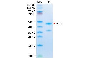 Mouse GDF15 on Tris-Bis PAGE under reduced condition. (GDF15 Protein (AA 189-303) (Fc Tag))