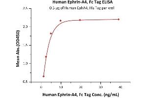 Immobilized Human EphA4, His Tag (ABIN6938936,ABIN6950965) at 5 μg/mL (100 μL/well) can bind Human Ephrin-A4, Fc Tag (ABIN2181031,ABIN2181030) with a linear range of 0. (EFNA4 Protein (AA 26-171) (Fc Tag))