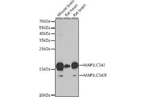 Western blot analysis of extracts of various cell lines, using MLC3A antibody (ABIN6134219, ABIN6143466, ABIN6143468 and ABIN6215215) at 1:1000 dilution. (MAP1LC3A Antikörper  (AA 1-100))