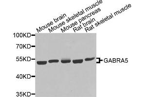 Western blot analysis of extracts of various cell lines, using GABRA5 antibody. (GABRA5 Antikörper)