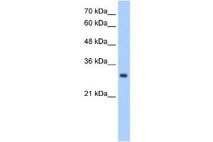 NPDC1 antibody used at 2.