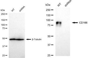 Western blotting analysis using CD166 antibody (ABIN7797476). (Rekombinanter CD166 Antikörper)