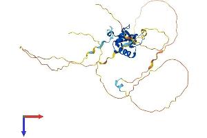 FOXL1 Protein (AA 1-336) (His tag)