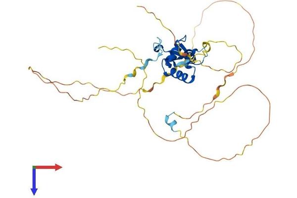 FOXL1 Protein (AA 1-336) (His tag)