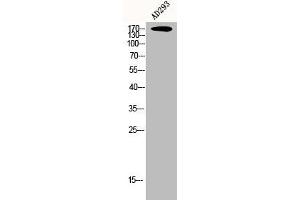 Western Blot analysis of AD293 cells using CEP170 Polyclonal Antibody (CEP170 Antikörper  (Internal Region))