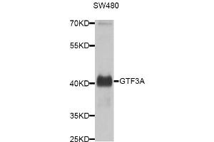 Western blot analysis of extracts of SW480 cells, using GTF3A antibody (ABIN5974590) at 1/1000 dilution. (GTF3A Antikörper)