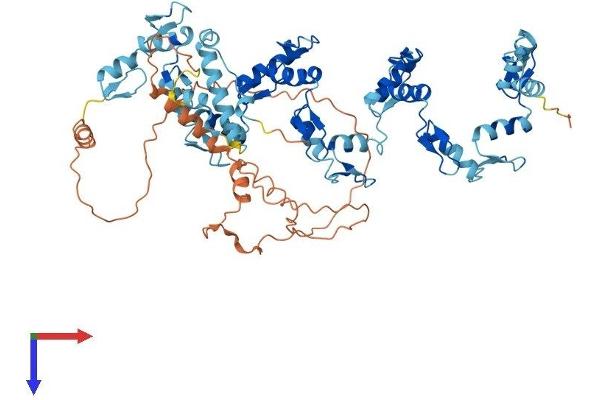 ZNF567 Protein (AA 1-647) (His tag)