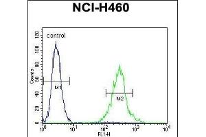 UN Antibody (C-term) (ABIN655686 and ABIN2845145) flow cytometric analysis of NCI- cells (right histogram) compared to a negative control cell (left histogram). (PRSS55 Antikörper  (C-Term))