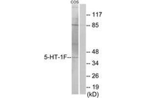 Western blot analysis of extracts from COS7 cells, using 5-HT-1F Antibody. (HTR1F Antikörper  (AA 101-150))