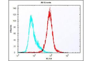 Overlay histogram showing colon26 cells stained with (ABIN6242268 and ABIN6577912) (red line). (Claudin 6 Antikörper  (C-Term))