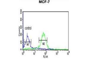 WDR37 Antibody (C-term) flow cytometric analysis of MCF-7 cells (right histogram) compared to a negative control cell (left histogram). (WDR37 Antikörper  (C-Term))