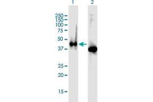 Western Blot analysis of APLNR expression in transfected 293T cell line by APLNR MaxPab polyclonal antibody. (Apelin Receptor Antikörper)