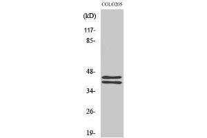 Western Blotting (WB) image for anti-Mitogen-Activated Protein Kinase 1/3 (MAPK1/3) (C-Term) antibody (ABIN3175016) (ERK1/2 Antikörper  (C-Term))