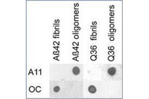 Dot blot analysis of Aβ42 and polyQ36 prefibrillar oligomers and fibrils. (Amyloid Fibrils Antikörper)