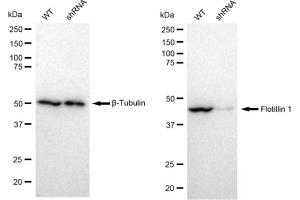 Western blotting analysis using Flotillin 1 antibody (ABIN7798632). (Rekombinanter Flotillin 1 Antikörper)