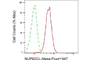 anti-Nucleoporin 62kDa C-terminal Like (NUP62CL) antibody