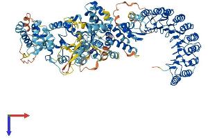NLRP3 Protein (AA 1-1033) (His tag)