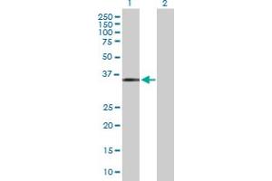 Western Blot analysis of MAGEF1 expression in transfected 293T cell line by MAGEF1 MaxPab polyclonal antibody. (MAGEF1 Antikörper  (AA 1-307))