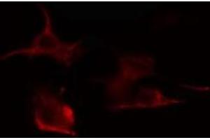 ABIN6275310 staining RAW264. (VGF Antikörper  (Internal Region))
