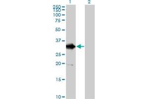 Western Blot analysis of DDIT4 expression in transfected 293T cell line by DDIT4 MaxPab polyclonal antibody. (DDIT4 Antikörper  (AA 1-232))
