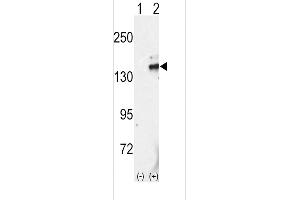 Western blot analysis of RET using rabbit polyclonal RET Antibody (C-term L1027) using 293 cell lysates (2 ug/lane) either nontransfected (Lane 1) or transiently transfected with the RET gene (Lane 2). (Ret Proto-Oncogene Antikörper  (C-Term))
