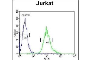 Flow Cytometry (FACS) image for anti-Guanine Nucleotide Binding Protein (G Protein), beta Polypeptide 1 (GNB1) (AA 1-30), (N-Term) antibody (ABIN651226)