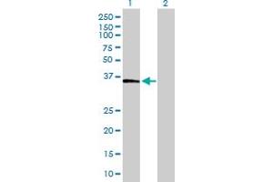Western Blot analysis of FBP1 expression in transfected 293T cell line by FBP1 MaxPab polyclonal antibody. (FBP1 Antikörper  (AA 1-338))