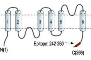 Representative domain view of the target of ABIN7042933.