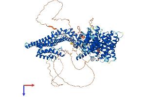 STAG2 Protein (AA 1-1231) (His tag)