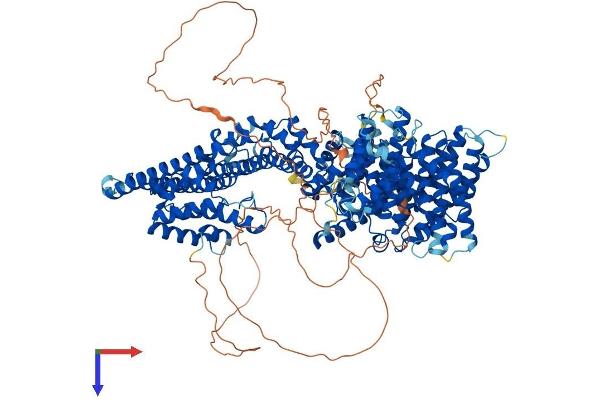 STAG2 Protein (AA 1-1231) (His tag)