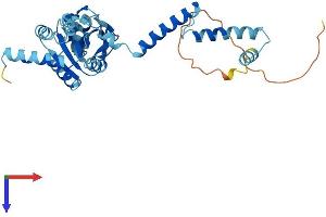 RPLP0 Protein (AA 1-317) (His tag)