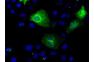 Immunofluorescence (IF) image for anti-Tubulin tyrosine Ligase-Like Family, Member 12 (TTLL12) antibody (ABIN1499032) (TTLL12 Antikörper)