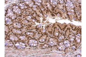 IHC-P Image KLF4 antibody detects KLF4 protein at nucleus on mouse colon by immunohistochemical analysis. (KLF4 Antikörper)