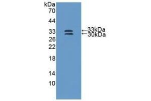 Western Blotting (WB) image for anti-Superoxide Dismutase 3, Extracellular (SOD3) (AA 19-240) antibody (ABIN7429196)