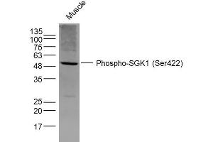 Mouse Muscle lysates probed with SGK1 (Ser422) Polyclonal Antibody, Unconjugated  at 1:300 dilution and 4˚C overnight incubation. (SGK1 Antikörper  (pSer422))