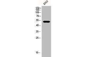 Western Blotting (WB) image for anti-Eukaryotic Translation Initiation Factor 2B, Subunit 3 Gamma, 58kDa (EIF2B3) (Internal Region) antibody (ABIN7186610)