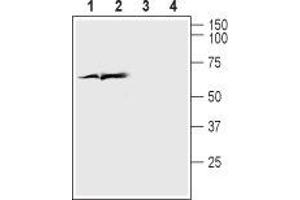 Western blot analysis of rat cortex lysate (lanes 1 and 3) and mouse brain lysate (lanes 2 and 4): - 1,2.