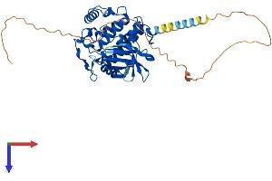 Casein Kinase 1 delta Protein (AA 1-415) (His tag)