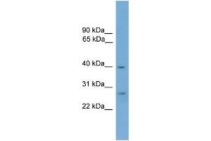 WB Suggested Anti-ATPAF1 Antibody Titration: 0. (ATPAF1 Antikörper  (Middle Region))