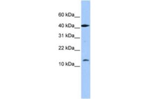 Western Blotting (WB) image for anti-LOC727817 (LOC727817) antibody (ABIN2463384) (LOC727817 Antikörper)