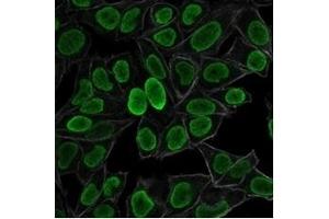 Immunofluorescence staining of PFA-fixed HeLa cells using Histone H1 Mouse Monoclonal Antibody (AE-4) followed by goat anti-mouse IgG-CF488 (green). (Histone H1 Antikörper)