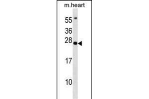 BCL7B Antibody (C-term) (ABIN1536707 and ABIN2848811) western blot analysis in mouse heart tissue lysates (35 μg/lane). (BCL7B Antikörper  (C-Term))