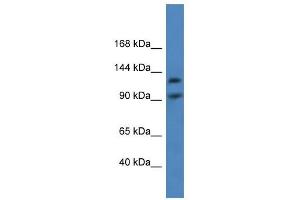 Western Blot showing LONP2 antibody used at a concentration of 1-2 ug/ml to detect its target protein. (LONP2 Antikörper  (C-Term))