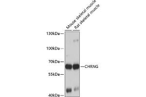 Western blot analysis of extracts of various cell lines, using CHRNG antibody (ABIN6129873, ABIN6138600, ABIN6138601 and ABIN6223867) at 1:1000 dilution. (CHRNG Antikörper  (AA 328-517))