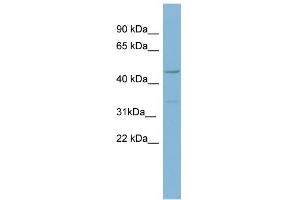 WB Suggested Anti-MATN1 Antibody Titration:  0. (MATN1 Antikörper  (Middle Region))