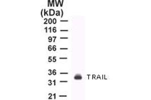 Image no. 1 for anti-Tumor Necrosis Factor (Ligand) Superfamily, Member 10 (TNFSF10) (AA 17-35) antibody (ABIN207859) (TRAIL Antikörper  (AA 17-35))