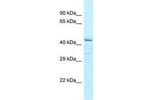 Image no. 1 for anti-Ataxin 10 (ATXN10) (C-Term) antibody (ABIN6747943) (Ataxin 10 Antikörper  (C-Term))