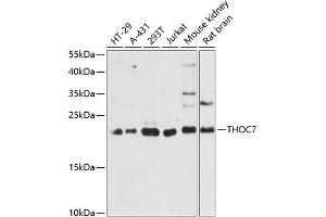 Western blot analysis of extracts of various cell lines, using THOC7 antibody (ABIN6133128, ABIN6149122, ABIN6149123 and ABIN6217791) at 1:3000 dilution.